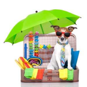 Dog in sunglasses and tie sitting in a suitcase with summer gear, perfect for a fun summer camp adventure.