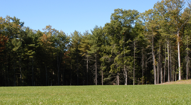 Sunny field beside forest at summer camp, perfect for outdoor activities and nature exploration. Sunny field beside forest at summer camp, perfect for outdoor activities and nature exploration.