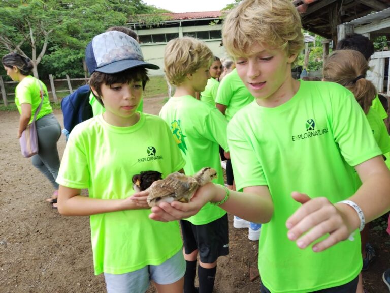Kids enjoying nature activities at a summer camp, holding chicks, wearing bright green shirts. Kids enjoying nature activities at a summer camp, holding chicks, wearing bright green shirts.